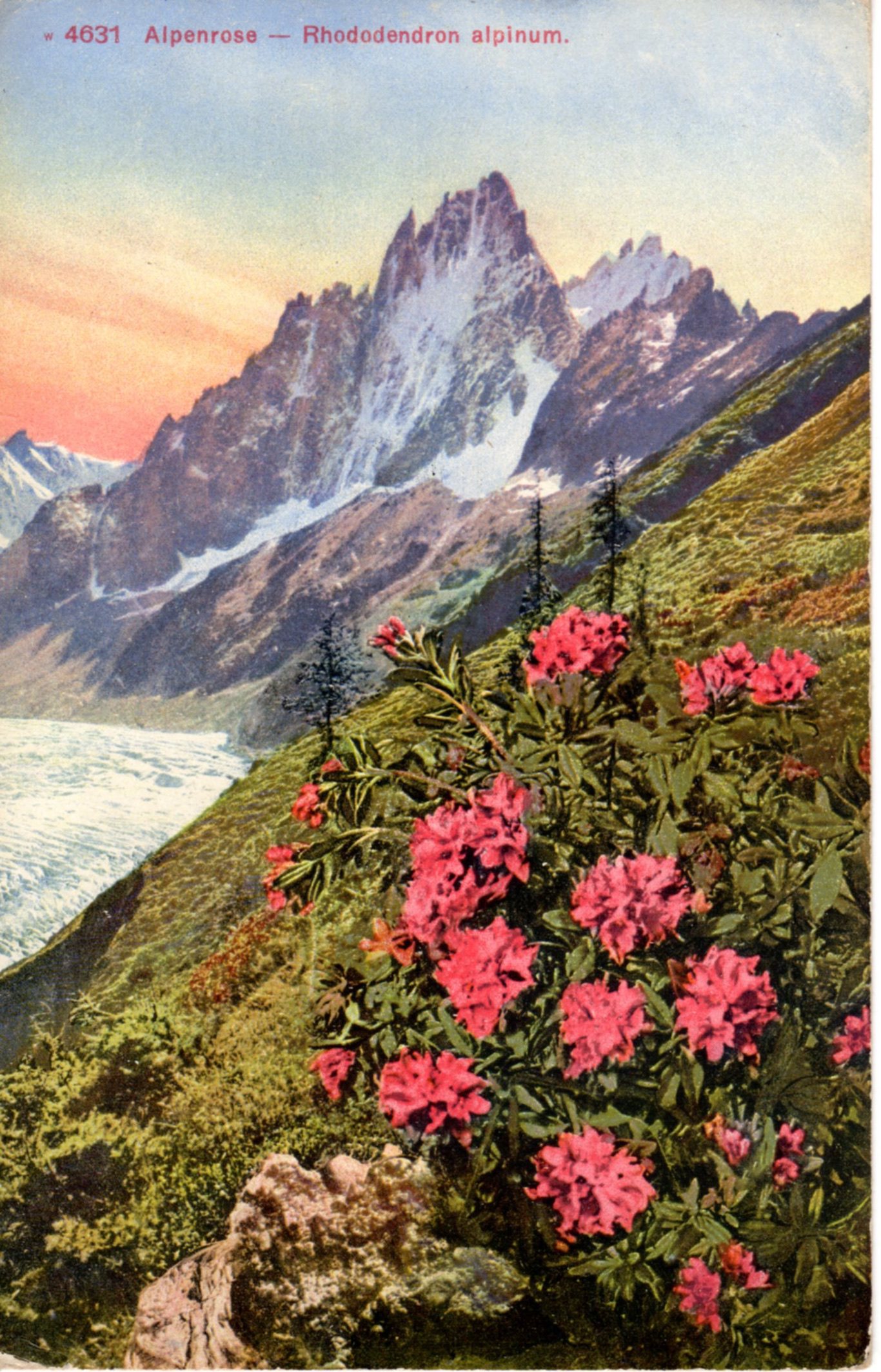 Alpenrose%20Rhododendron%20alpinum%20C%201920