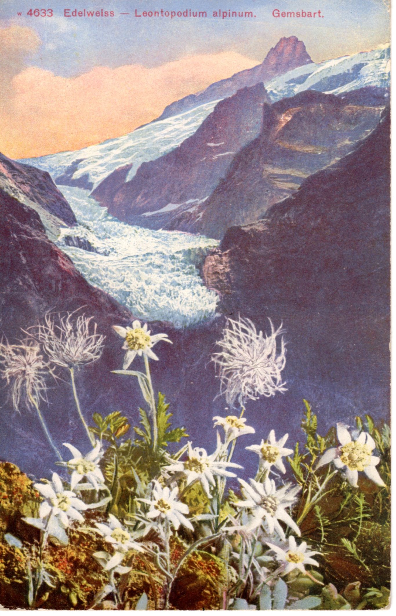 Edelweiss%20Leontopodium%20Alpinum.%20%20Gemsbart%20C%201920