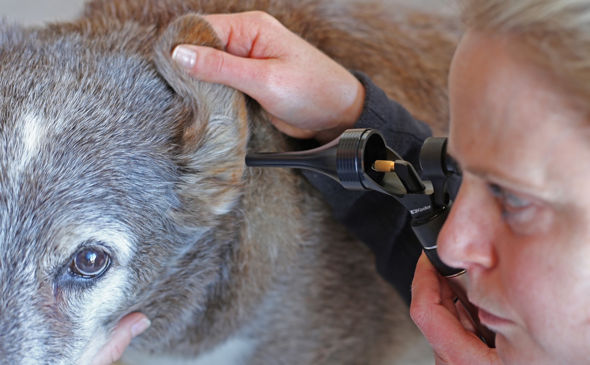 Keeler%20Veterinary%2013